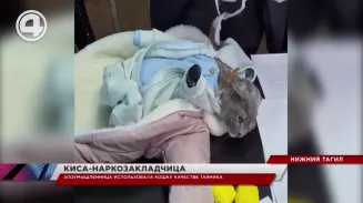 В Нижнем Тагиле в качестве тайника наркозакладчица использовала... кошку В Нижнем Тагиле в качестве тайника наркозакладчица использовала... кошку