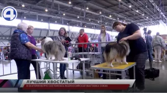 В Екатеринбурге состоялась Всероссийская выставка собак В Екатеринбурге состоялась Всероссийская выставка собак