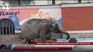 Слониха Даша впервые в этом году вышла в летний вольер Слониха Даша впервые в этом году вышла в летний вольер