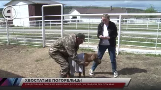 Свердловчане спасают животных, которые пострадали при пожарах Свердловчане спасают животных, которые пострадали при пожарах