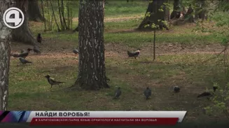 В Харитоновском парке юные орнитологи насчитали 384 воробья В Харитоновском парке юные орнитологи насчитали 384 воробья