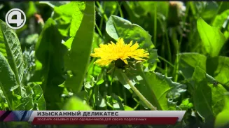 Зоопарк объявил сбор одуванчиков для своих подопечных