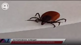 От укусов клещей уже пострадали больше 6 тысяч свердловчан