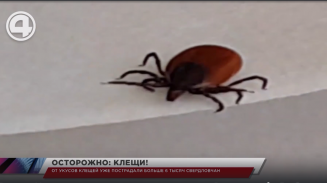 От укусов клещей уже пострадали больше 6 тысяч свердловчан От укусов клещей уже пострадали больше 6 тысяч свердловчан