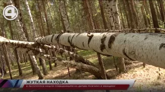 В лесополосе нашли повешенными на дереве мужчину и женщину В лесополосе нашли повешенными на дереве мужчину и женщину