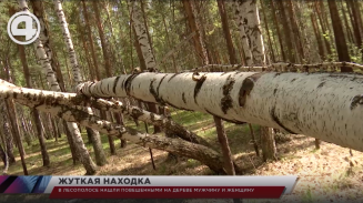 В лесополосе нашли повешенными на дереве мужчину и женщину В лесополосе нашли повешенными на дереве мужчину и женщину