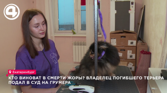 Собаку, которую в онлайн-эфире избивал хозяин, забрали волонтёры Собаку, которую в онлайн-эфире избивал хозяин, забрали волонтёры