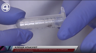 С начала сезона около 10 000 свердловчан обратились за помощью после укуса кровососа С начала сезона около 10 000 свердловчан обратились за помощью после укуса кровососа
