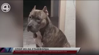 Хозяйка собаки через суд требует у зоозащитников вернуть пса Хозяйка собаки через суд требует у зоозащитников вернуть пса