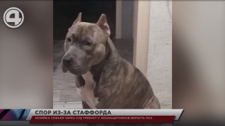 Хозяйка собаки через суд требует у зоозащитников вернуть пса Хозяйка собаки через суд требует у зоозащитников вернуть пса
