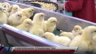 Свердловские школьники в агроклассах научатся выращивать цыплят Свердловские школьники в агроклассах научатся выращивать цыплят
