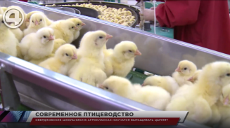 Свердловские школьники в агроклассах научатся выращивать цыплят Свердловские школьники в агроклассах научатся выращивать цыплят