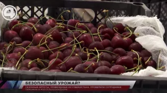 Сезонные фрукты, привезенные из Узбекистана, проверили сотрудники таможни и Россельхознадзора Сезонные фрукты, привезенные из Узбекистана, проверили сотрудники таможни и Россельхознадзора