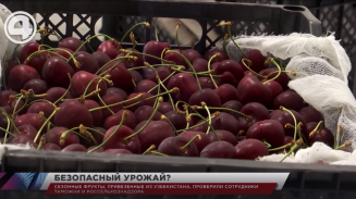 Сезонные фрукты, привезенные из Узбекистана, проверили сотрудники таможни и Россельхознадзора Сезонные фрукты, привезенные из Узбекистана, проверили сотрудники таможни и Россельхознадзора
