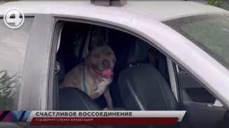 Суд вернул собаку владельцам Суд вернул собаку владельцам
