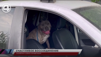 Суд вернул собаку владельцам Суд вернул собаку владельцам