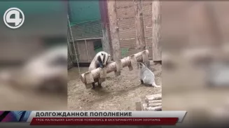 Трое маленьких барсуков появились в Екатеринбургском зоопарке 12+ 2 часа назад 0 Трое маленьких барсуков появились в Екатеринбургском зоопарке 12+ 2 часа назад 0