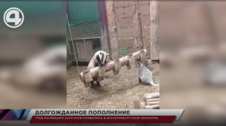 Трое маленьких барсуков появились в Екатеринбургском зоопарке 12+ 2 часа назад 0 Трое маленьких барсуков появились в Екатеринбургском зоопарке 12+ 2 часа назад 0