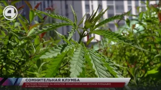 Растение, похожее на коноплю, обнаружили на детской площадке в Академическом Растение, похожее на коноплю, обнаружили на детской площадке в Академическом