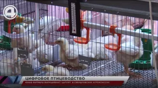 Юные фермеры выращивают цыплят в свердловских агроклассах Юные фермеры выращивают цыплят в свердловских агроклассах