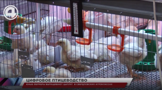 Юные фермеры выращивают цыплят в свердловских агроклассах Юные фермеры выращивают цыплят в свердловских агроклассах