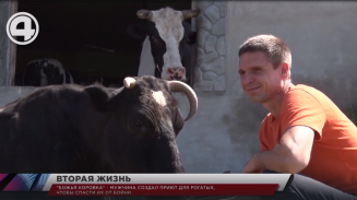 "Божья коровка" - мужчина создал приют для рогатых, чтобы спасти их от бойни "Божья коровка" - мужчина создал приют для рогатых, чтобы спасти их от бойни