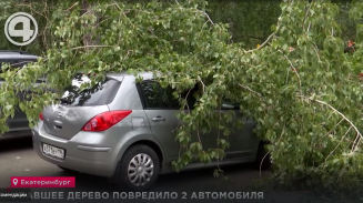 Упавшее дерево повредило 2 автомобиля Упавшее дерево повредило 2 автомобиля
