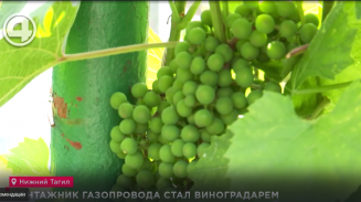 Монтажник газопровода стал виноградарем Монтажник газопровода стал виноградарем