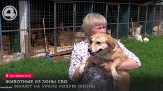 Животные из зоны СВО начинают на Урале новую жизнь Животные из зоны СВО начинают на Урале новую жизнь