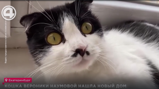 Кошка Вероники Наумовой нашла новый дом Кошка Вероники Наумовой нашла новый дом