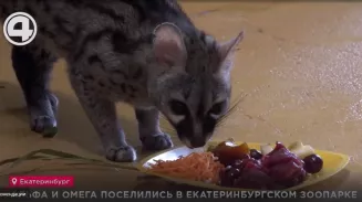 Альфа и Омега поселились в екатеринбургском зоопарке Альфа и Омега поселились в екатеринбургском зоопарке