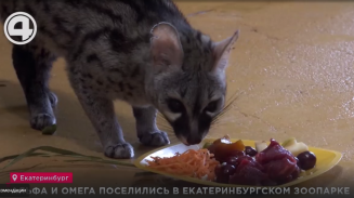 Альфа и Омега поселились в екатеринбургском зоопарке Альфа и Омега поселились в екатеринбургском зоопарке