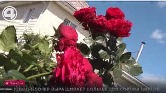 Садовод-блогер выращивает больше 200 сортов цветов Садовод-блогер выращивает больше 200 сортов цветов