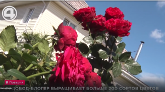 Садовод-блогер выращивает больше 200 сортов цветов Садовод-блогер выращивает больше 200 сортов цветов