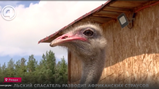 Уральский спасатель разводит африканских страусов Уральский спасатель разводит африканских страусов