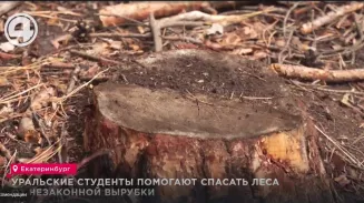 Уральские студенты помогают спасать леса от незаконной вырубки Уральские студенты помогают спасать леса от незаконной вырубки