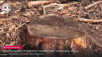 Уральские студенты помогают спасать леса от незаконной вырубки Уральские студенты помогают спасать леса от незаконной вырубки