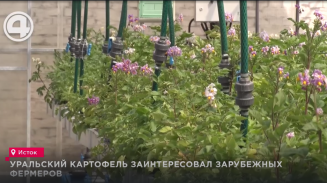 Уральский картофель заинтересовал зарубежных фермеров Уральский картофель заинтересовал зарубежных фермеров