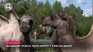 Корабли пустыни рассекают по Хрустальному Корабли пустыни рассекают по Хрустальному