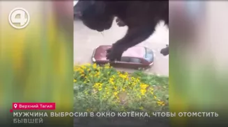 Мужчина выбросил в окно котёнка, чтобы отомстить бывшей Мужчина выбросил в окно котёнка, чтобы отомстить бывшей