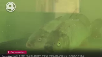 Сазанами зарыбят три уральских водоёма Сазанами зарыбят три уральских водоёма