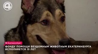 Фонду помощи бездомным животным Екатеринбурга исполняется 15 лет Фонду помощи бездомным животным Екатеринбурга исполняется 15 лет
