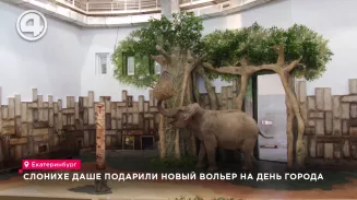 Слонихе Даше подарили новый вольер на День города Слонихе Даше подарили новый вольер на День города