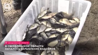 В Свердловской области началось зарыбление водоёмов В Свердловской области началось зарыбление водоёмов