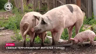 Свиньи терроризируют жителей города Свиньи терроризируют жителей города