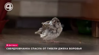 Свердловчанка спасла от гибели Джека Воробья Свердловчанка спасла от гибели Джека Воробья
