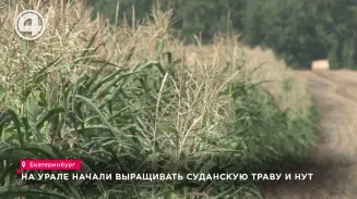 На Урале начали выращивать суданскую траву и нут На Урале начали выращивать суданскую траву и нут