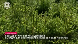 Больше 24 млн хвойных деревьев высадят для восстановления лесов после пожаров Больше 24 млн хвойных деревьев высадят для восстановления лесов после пожаров