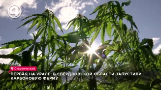 Первая на Урале: в Свердловской области запустили карбоновую ферму Первая на Урале: в Свердловской области запустили карбоновую ферму