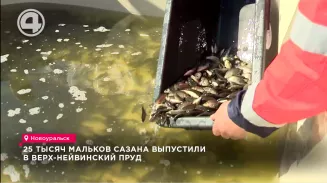 25 тысяч мальков сазана выпустили в Верх-Нейвинский пруд